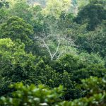 Menyelamatkan Hutan, Melestarikan Kehutanan Tropis Dunia