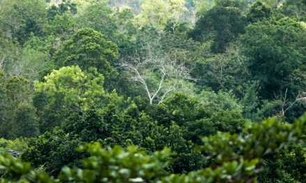 Menyelamatkan Hutan, Melestarikan Kehutanan Tropis Dunia