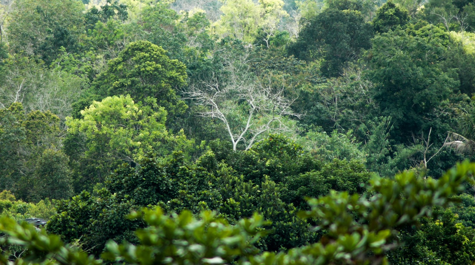 Menyelamatkan Hutan